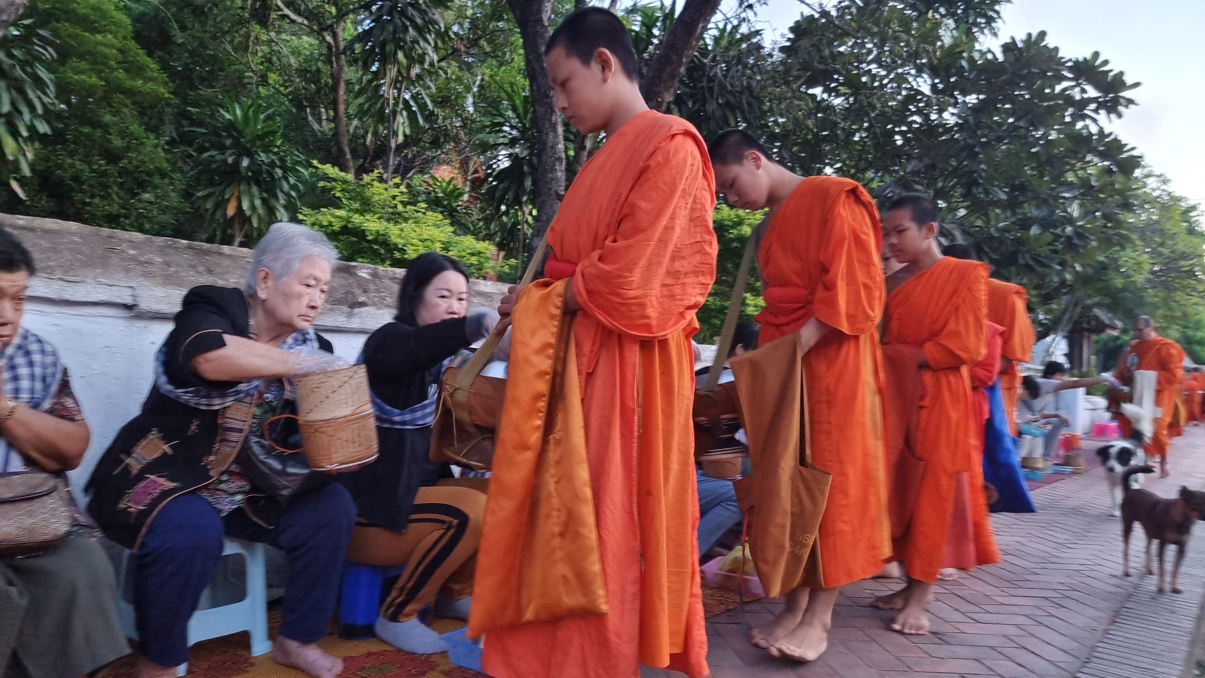 ใส่บาตรเช้าที่หลวงพระบาง สาธุ